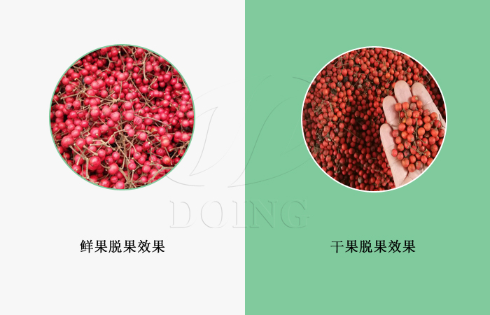 山桐子脫果